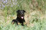 BEAUCERON 309